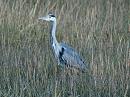 Click image for larger version. 

Name:	grey_heron_PA290648.jpg 
Views:	402 
Size:	125.3 KB 
ID:	7016