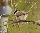 Click image for larger version. 

Name:	marsh_tit_PB239127.jpg 
Views:	173 
Size:	112.1 KB 
ID:	16394