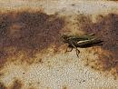 Click image for larger version. 

Name:	SH0217 -1009 01-Grasshopper.jpg 
Views:	174 
Size:	315.1 KB 
ID:	15751