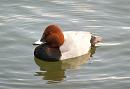 Click image for larger version. 

Name:	pochard_3.jpg 
Views:	225 
Size:	102.3 KB 
ID:	3695