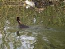 Click image for larger version. 

Name:	SH9907 -1004 09-Great_Crested_Grebe-Podiceps_cristatus.jpg 
Views:	195 
Size:	372.2 KB 
ID:	13343