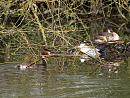 Click image for larger version. 

Name:	SH9908 -1004 09-Great_Crested_Grebe-Podiceps_cristatus.jpg 
Views:	179 
Size:	342.6 KB 
ID:	13344