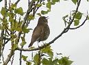 Click image for larger version. 

Name:	songthrush.jpg 
Views:	300 
Size:	90.4 KB 
ID:	4631