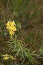 Click image for larger version. 

Name:	Toadflax (Linaria vulgaris Mill.) IMG_0030_edited-2.jpg 
Views:	236 
Size:	271.6 KB 
ID:	15090