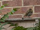 Click image for larger version. 

Name:	SH6336 -1007 30-Juvenile Robin-Erithacus_rubecula.jpg 
Views:	169 
Size:	316.0 KB 
ID:	15198