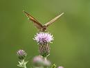 Click image for larger version. 

Name:	meadow_brown_3.jpg 
Views:	401 
Size:	111.5 KB 
ID:	5769