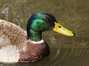 Click image for larger version. 

Name:	mallard_portrait.jpg 
Views:	214 
Size:	345.4 KB 
ID:	354