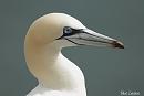 Click image for larger version. 

Name:	Gannet (2).jpg 
Views:	248 
Size:	157.0 KB 
ID:	18837