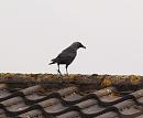 Click image for larger version. 

Name:	5523 - Jackdaw_Corvus_monedula.jpg 
Views:	156 
Size:	236.4 KB 
ID:	9376