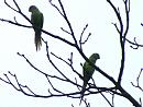 Click image for larger version. 

Name:	wargraveparakeets.jpg 
Views:	259 
Size:	300.8 KB 
ID:	8