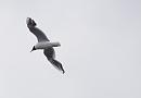 Click image for larger version. 

Name:	SH7335 -1008 08-Black Headed Gull-Larus_ridibundus.jpg 
Views:	152 
Size:	135.6 KB 
ID:	15551