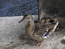 Click image for larger version. 

Name:	SH0614 -1006 25-Mallard.jpg 
Views:	201 
Size:	380.0 KB 
ID:	14323