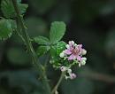 Click image for larger version. 

Name:	SH6385 -090706-bramble blackberry - Rubus_fruticosus.jpg 
Views:	193 
Size:	270.3 KB 
ID:	10426