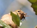 Click image for larger version. 

Name:	Chaffinch (Fringilla coelebs) DSC_0165.JPG 
Views:	151 
Size:	95.5 KB 
ID:	13423