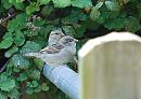 Click image for larger version. 

Name:	House Sparrow (Passer domesticus)  DSC_0114.jpg 
Views:	224 
Size:	95.8 KB 
ID:	13989