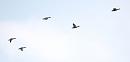 Click image for larger version. 

Name:	mallards_flight_P5092220.jpg 
Views:	178 
Size:	43.8 KB 
ID:	13697