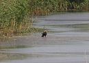 Click image for larger version. 

Name:	marsh_harrier_male_P8296855-2.jpg 
Views:	297 
Size:	152.9 KB 
ID:	15735